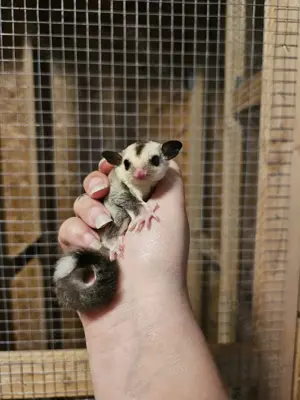 Sugar Glider Weibchen 