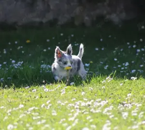 Traumhafte Chihuahua Hündin mit Ahnentafel  Bild 2