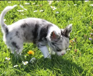 Traumhafte Chihuahua Hündin mit Ahnentafel  Bild 3