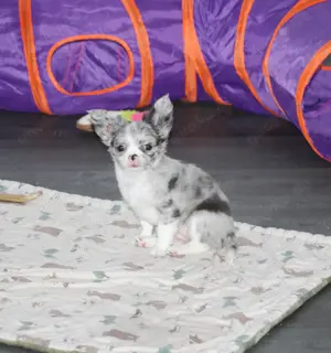 Traumhafte Chihuahua Hündin mit Ahnentafel  Bild 7