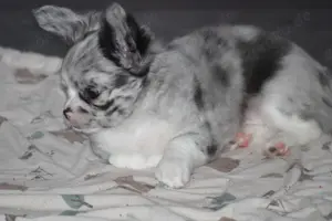 Traumhafte Chihuahua Hündin mit Ahnentafel  Bild 8
