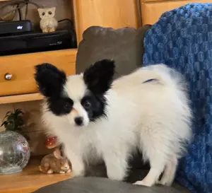 Papillon Welpe sucht nach seinem passenden Körbchen  Bild 4