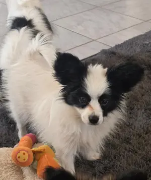 Papillon Welpe sucht nach seinem passenden Körbchen  Bild 2