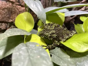 Moosfrosch  Theroderma corticale