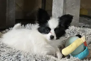 Papillon Welpe sucht nach seinem passenden Körbchen  Bild 3
