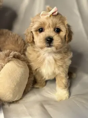 Toy Maltipoo Welpen abzugeben
