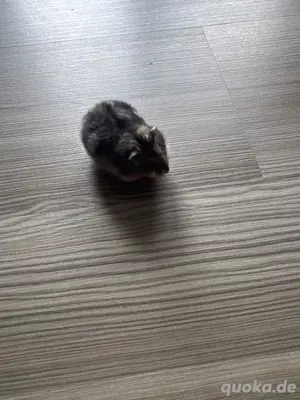 Daungarische Hamster zu verschenken