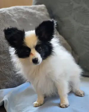 Papillon Welpe sucht nach seinem passenden Körbchen  Bild 5