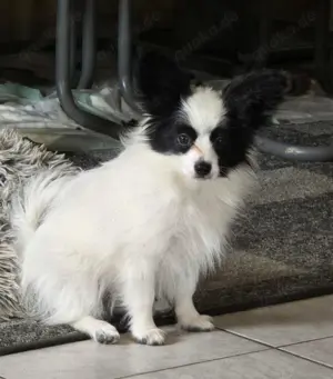 Papillon Welpe sucht nach seinem passenden Körbchen  Bild 6