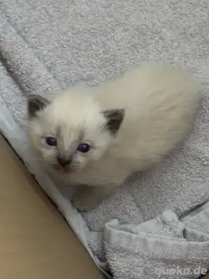 BKH Kitten 