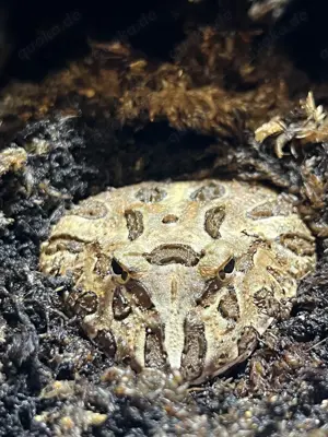 Schmuckhornfrosch Ceratophrys Canwelli