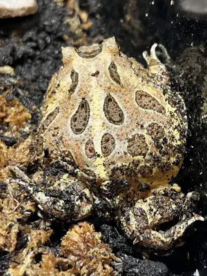 Schmuckhornfrosch Ceratophrys Canwelli Bild 3