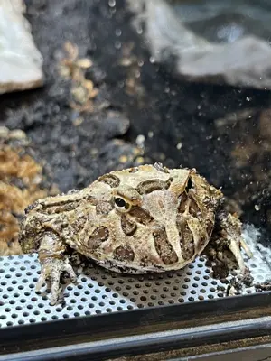 Schmuckhornfrosch Ceratophrys Canwelli Bild 2