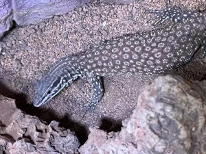 Stachelschwanzwaran Varanus acanthurus