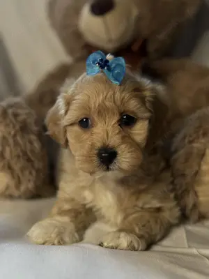 Toy Maltipoo Welpen abzugeben
