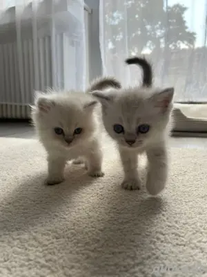 süße BKH und BLH kitten suchen liebevolles zu hause 