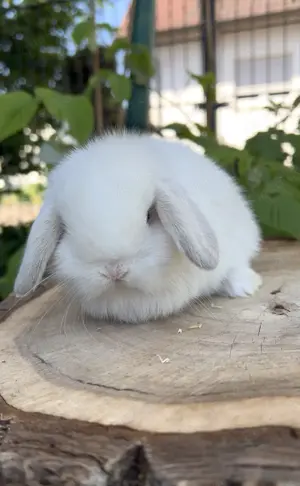 Minilop Zwergkaninchen Zwergwidder Baby