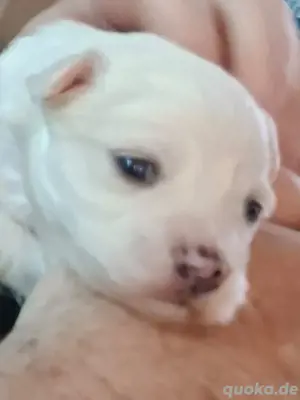 Malteserwelpen