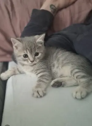 Bkh kitten in liebevolle Hände abzugeben 