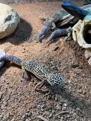 Leopardgecko Eublepharis macularis