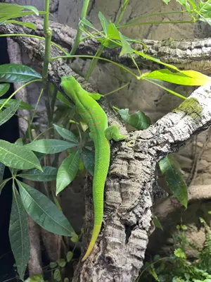 Großer Madagaskar Taggecko Phelsuma grandis
