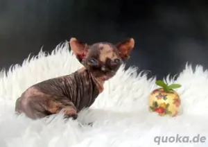 Wunderschönes Sphynx-Kätzchen zu verkaufen