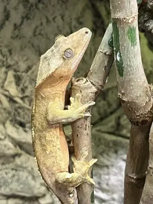 Kronengecko Rhacodactylus ciliatus