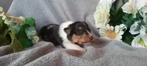 Collie welpen amerikanische Linie 