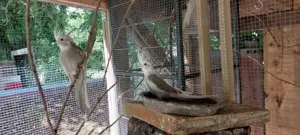 nestjunge Nymphensittiche