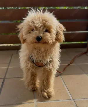 Hybridhund Maltipoo Welpe