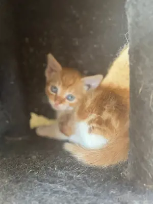 Baby Kitten 