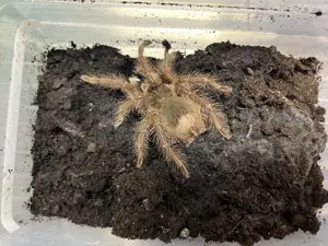 Theraphosa blondi 1.1 