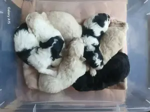 Poochon-Welpen ähnl.  Havapoo Maltipoo Bollipoo Minidoodle 