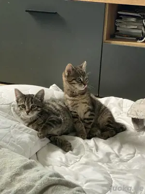 Zwei männliche Katzen zu verkaufen 