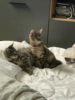 Zwei männliche Katzen zu verkaufen  Bild 2