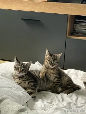 Zwei männliche Katzen zu verkaufen  Bild 3