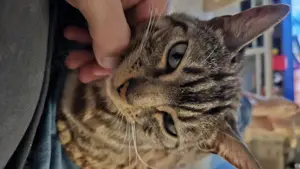 Bengalen Katze  Nala 7 sucht neues Zuhause Not