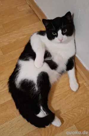 2 Kater kastriert suchen neues zu Hause 