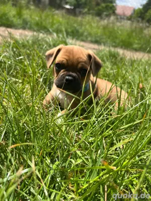 Mops welpen-mix 