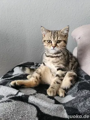BKH Britisch Kurzhaar Kitten
