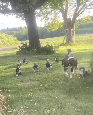 Reinrassige Appenzeller Sennenhund Welpen 