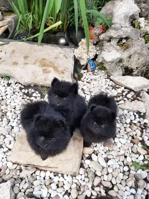 Süße Pomeranian Zwergspitzwelpen 