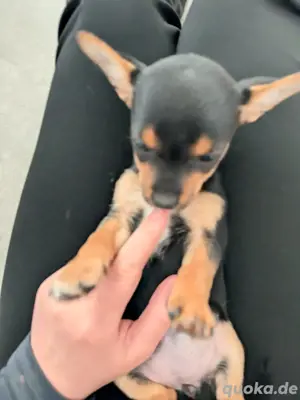 Chihuahua langhaar mix welpen noch 1 mädel darf ab sofort in ihre neue familie 