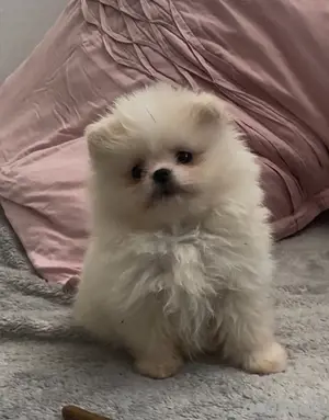 zwergspitz pomeranian welpen 