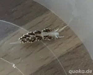 berghia schnecken gegan glasrosen