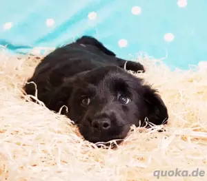 Golden Retriever mal Labrador Welpen- kleine Glücksbringer mit Herz, Charme & Schlappohren