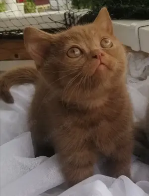 SÜßE Reinrassige Bkh Kitten. Nur 2 noch frei(Cinnamon Farbe) 
