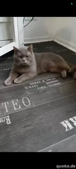original BKH Kater geimpft und entwurmt 