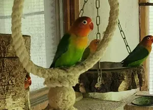 Pfirsichköpchen  Pärchen 