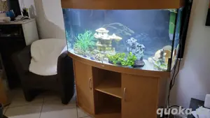 Fisch aquarium 